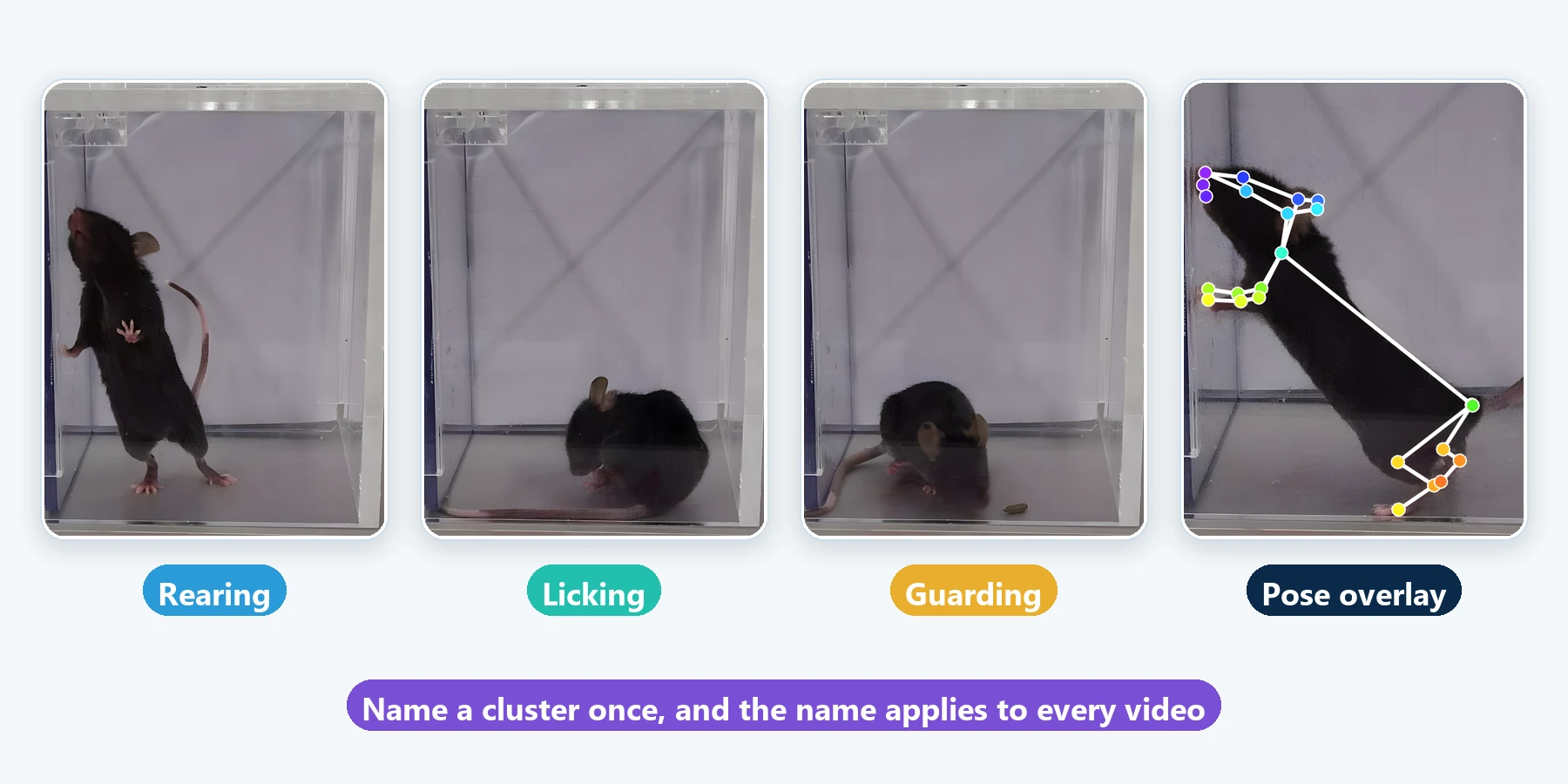 Three example clips named Grooming, Head dip and Rearing