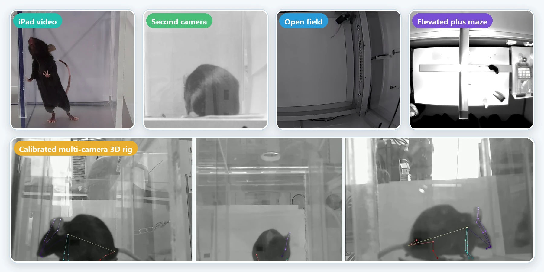 Examples of input videos: iPad, open field, elevated plus maze, dual camera and 3D multi-camera