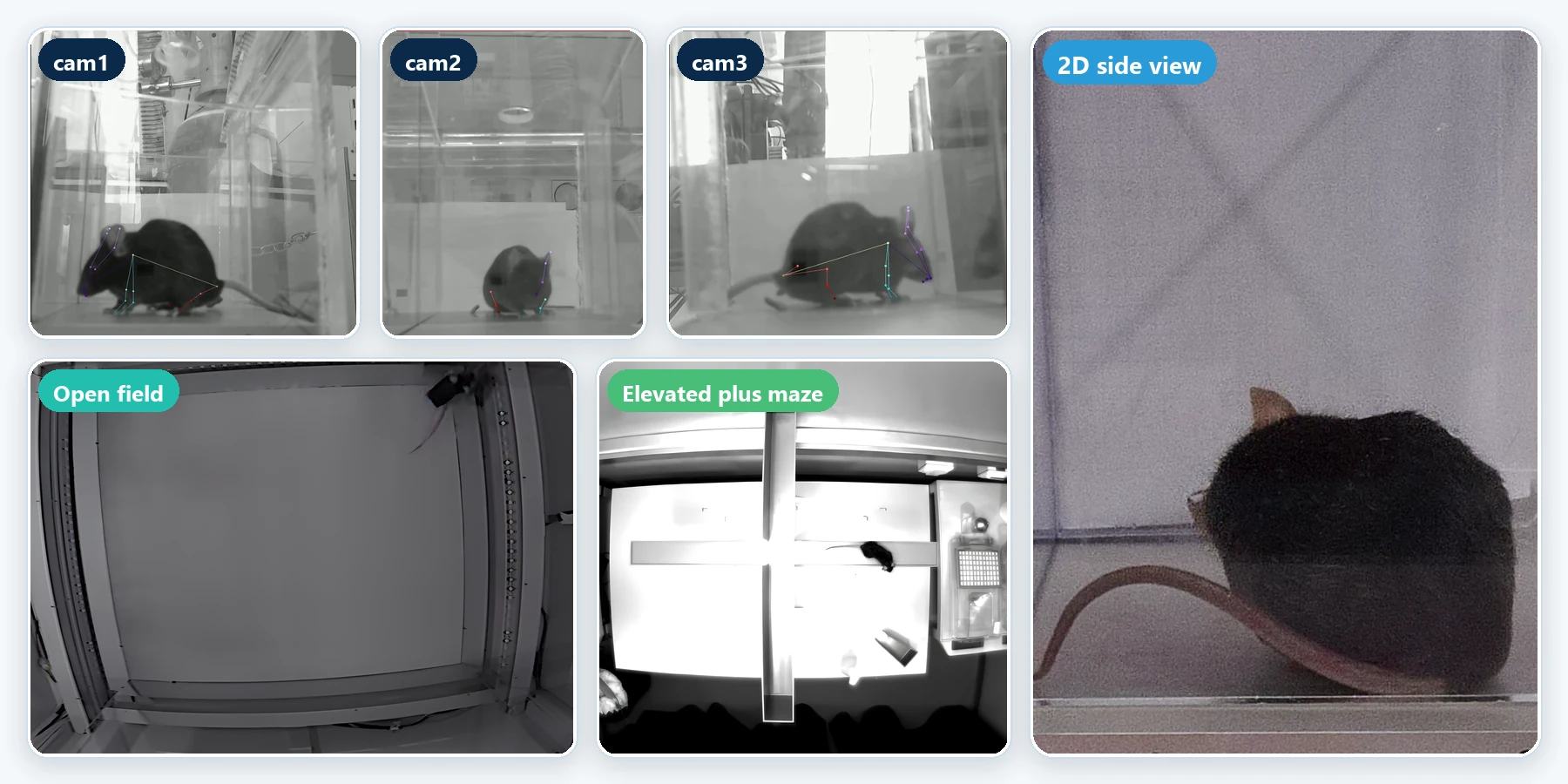 Three synchronised camera views of a mouse with frame-by-frame quality flags