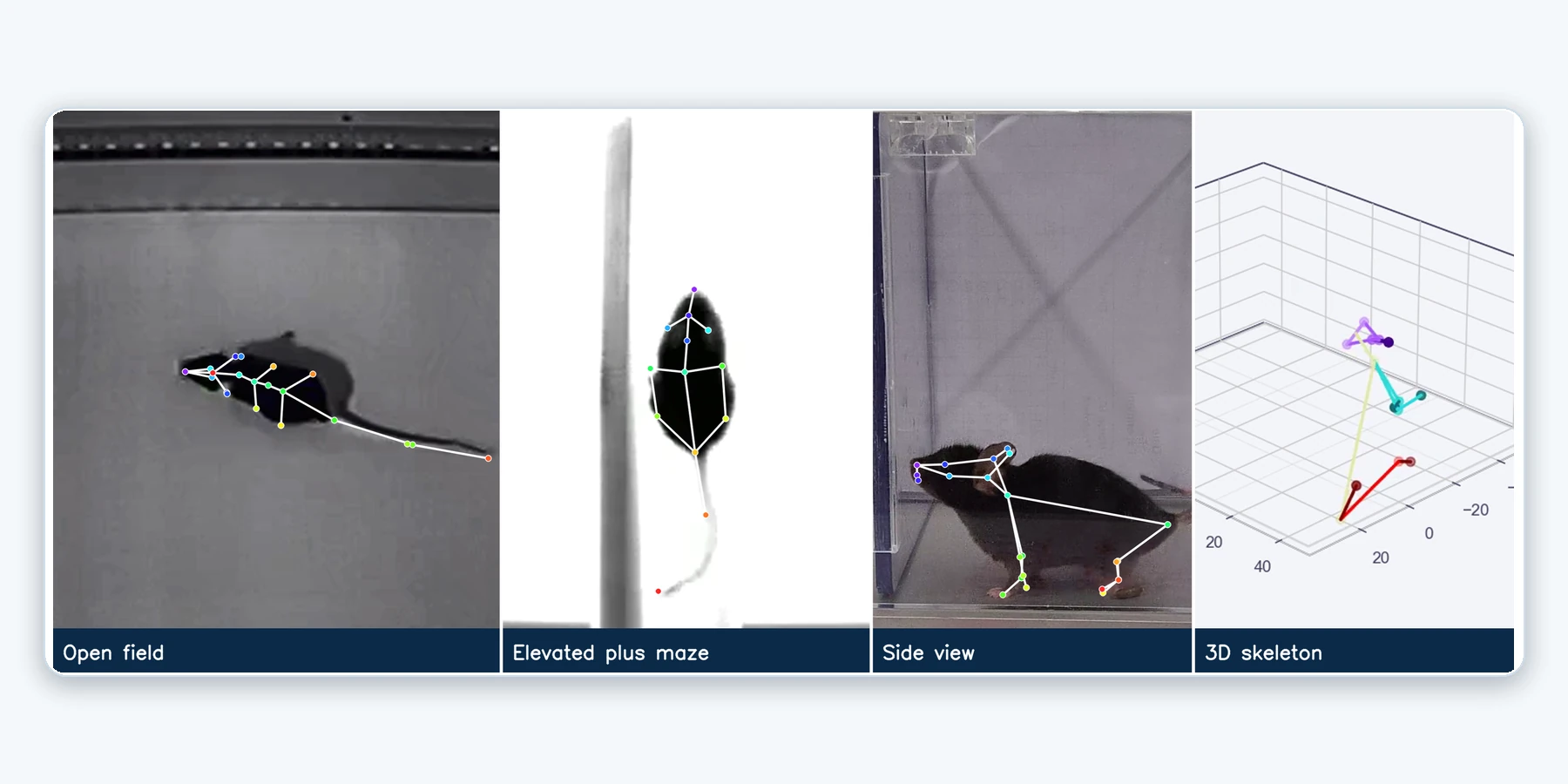 Keypoints on a mouse in one camera view next to the reconstructed 3D skeleton